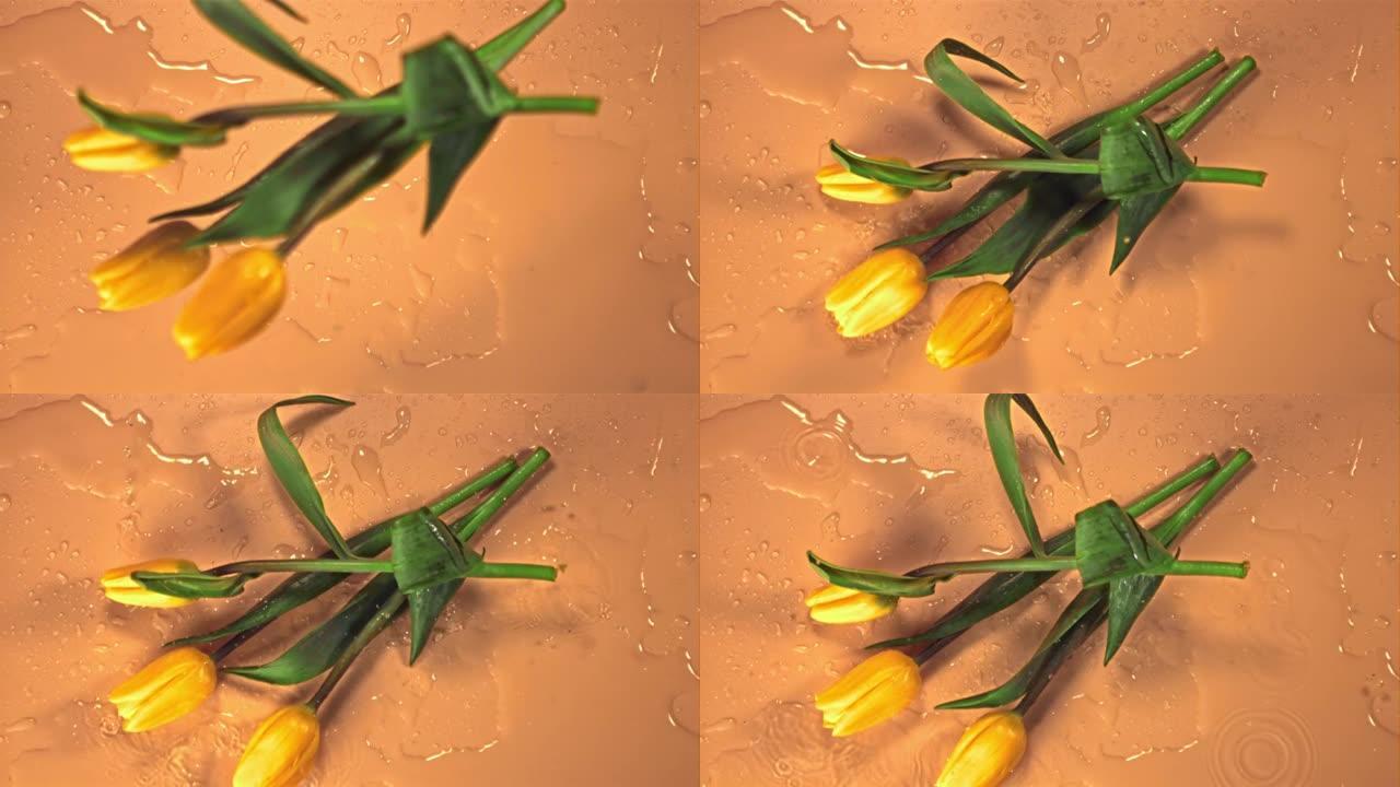 超级慢动作黄色郁金香花落在水面上。以1000 fps的高速相机拍摄。