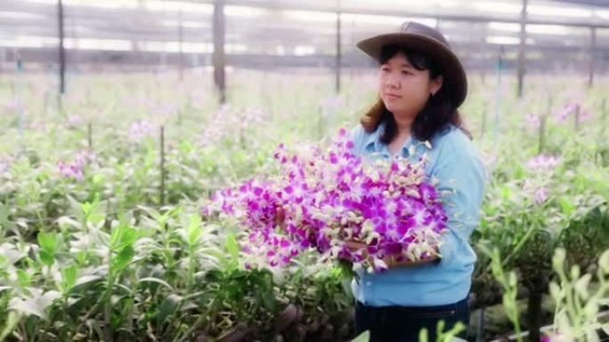 4k慢动作: 亚洲女农民走过兰花农场的田地，收获或检查质量控制，农业或农产工业概念。