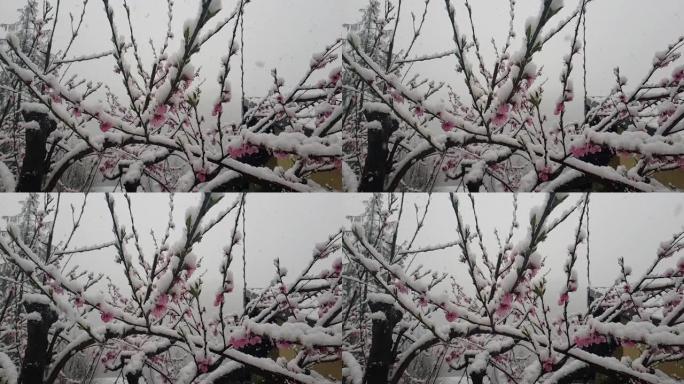 桃花在4月的霜冻中被雪覆盖