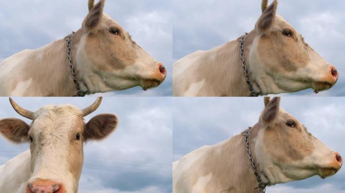 美丽的白牛看着镜头特写。