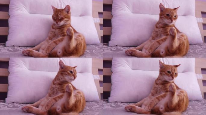 一只可爱的姜猫躺在床上。猫安顿下来舒适地睡觉。特写。猫看着相机。宠物