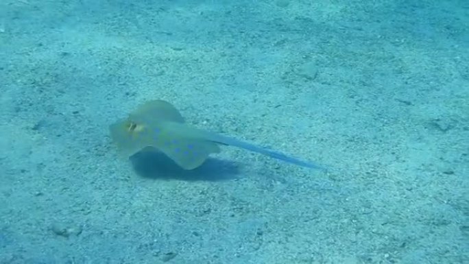 潜水时在海床的单蓝色斑点黄貂鱼