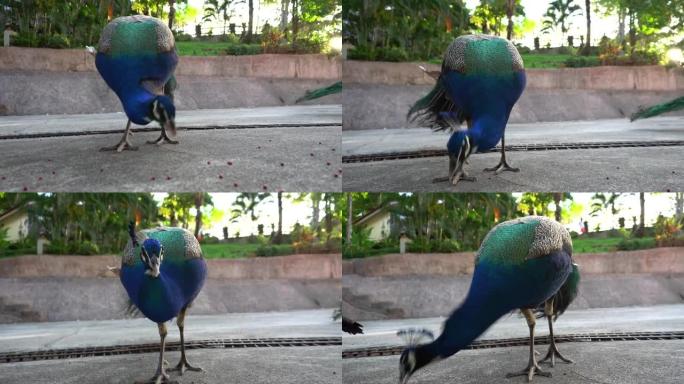 孔雀在路上吃食物。热带