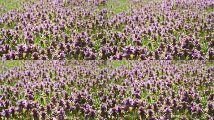 紫色死荨麻的特写镜头。一种美丽的植物，叶子绿色和紫色，在早晨的阳光下开始开花。它在其他杂草和草中涌现