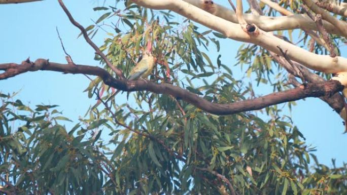 格伦·戴维斯 (glen davis) 的一棵树上的红腰鹦鹉的高帧率剪辑