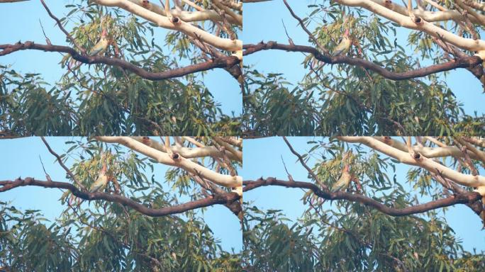 格伦·戴维斯 (glen davis) 的一棵树上的红腰鹦鹉的高帧率剪辑