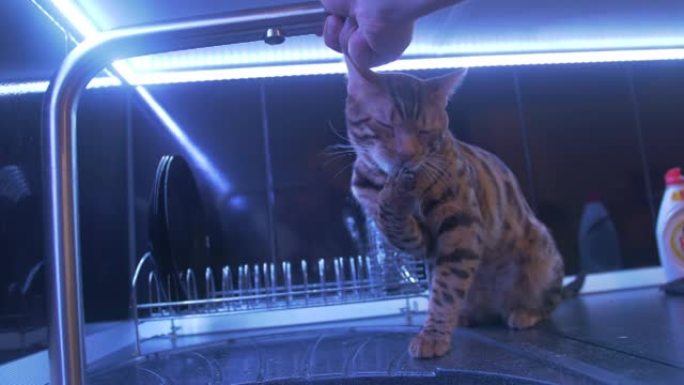 年轻的范妮孟加拉猫正在玩水。厨房里的雄猫。水从水龙头滴落。猫喝水，试图抓住她的爪子。