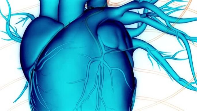 人体循环系统心脏跳动解剖动画概念