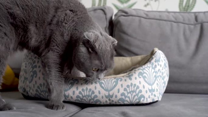 4k视频。一只成年灰猫熟悉了一张新的软床，闻了闻