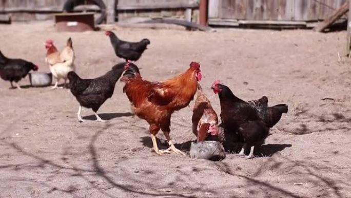 鸡肉或母鸡和公鸡喝水，看着相机。农舍的后院。农村家禽有机养殖