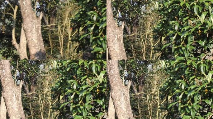 巨型松鼠从树枝上跳下来。稀有的印度巨型松鼠或Ratufa Indica从树上跳下来
