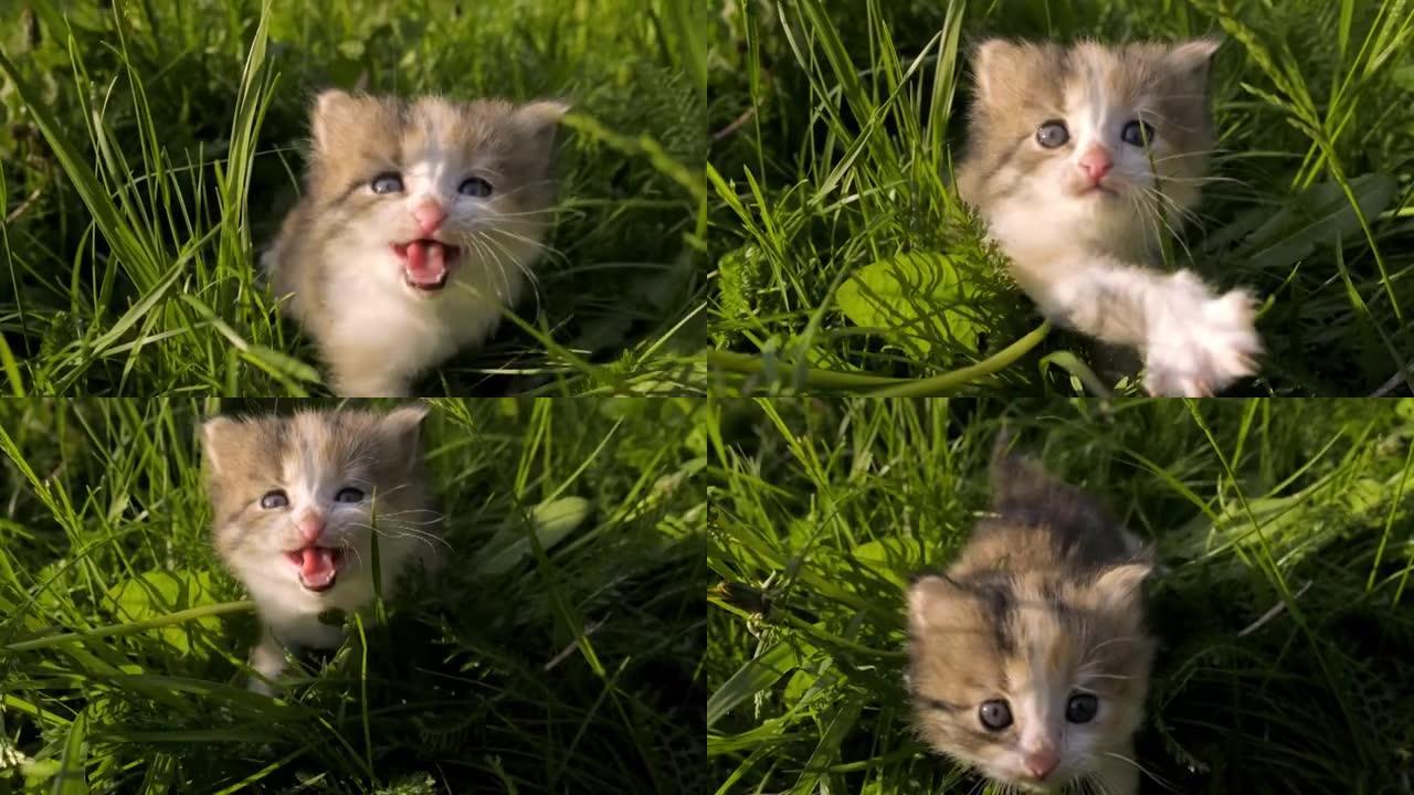 一只小斑点的黑色姜白色小猫喵喵，穿过草地走向相机