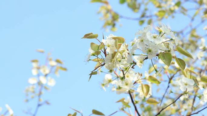 4K春日梨花兰花 梨兰会 打卡