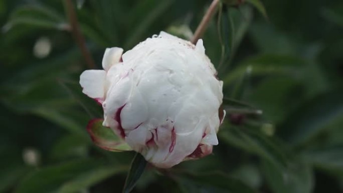 白牡丹花，雨后露珠，公园里美丽的花朵。盛开的牡丹花。