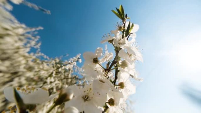 在晴朗的日子里，在美丽的bokeh的蓝天下，特写着盛开的樱花树枝。16x9原始视频高质量。普洛雷斯4