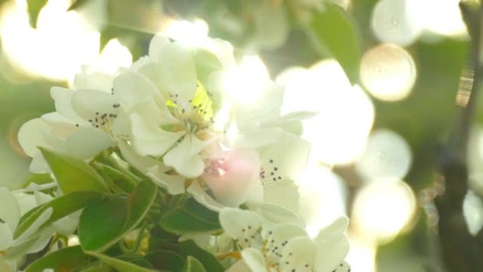 盛开的野生苹果树和阳光穿过它的花朵