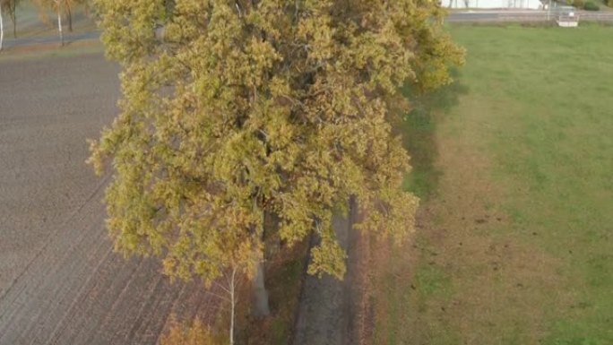 降落在乡间小路村口前的旧村道上，旁边是一棵落叶大树，树叶带有秋天的色彩