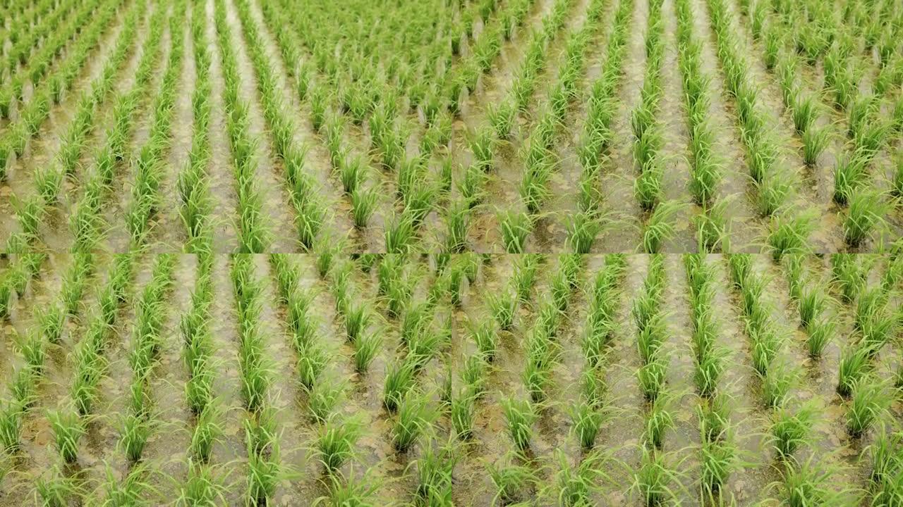 稻田向下倾斜插秧水稻种植春种秋收