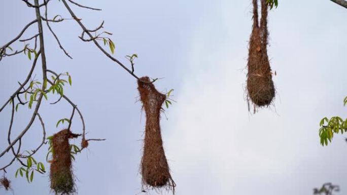 Oropendola或Conoto鸟在树枝上筑巢。