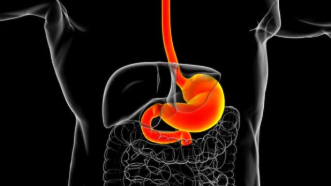 胃解剖人体消化系统医学概念3D