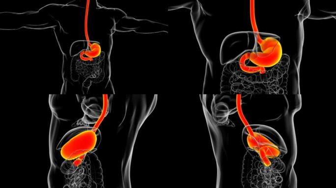 胃解剖人体消化系统医学概念3D