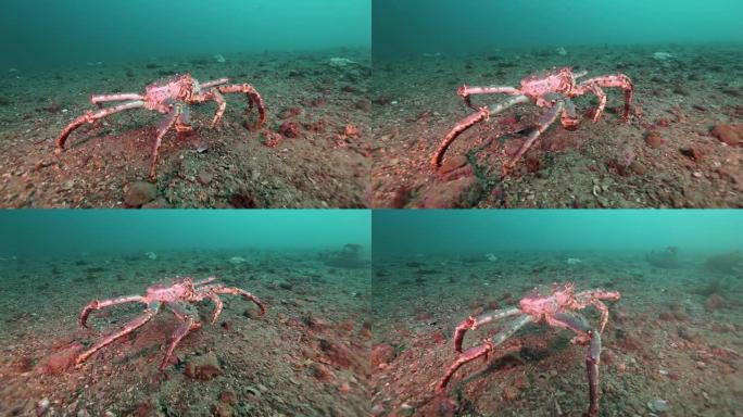 只有巨型螃蟹在巴伦支海荒芜的沙底行走。