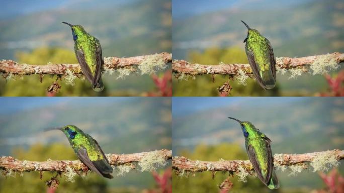 小紫罗兰-Colibri cyanotus-山紫罗兰-耳，金属绿色蜂鸟物种，通常从哥斯达黎加到南美北