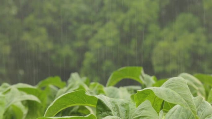 植物田间的雨天下雨粮食农作物
