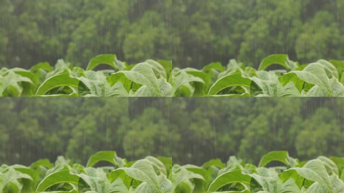 植物田间的雨天下雨粮食农作物