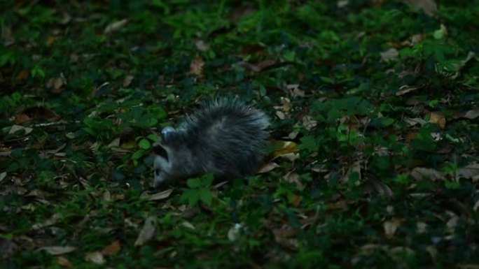 婴儿负鼠在绿树成荫的灌木丛中徘徊
