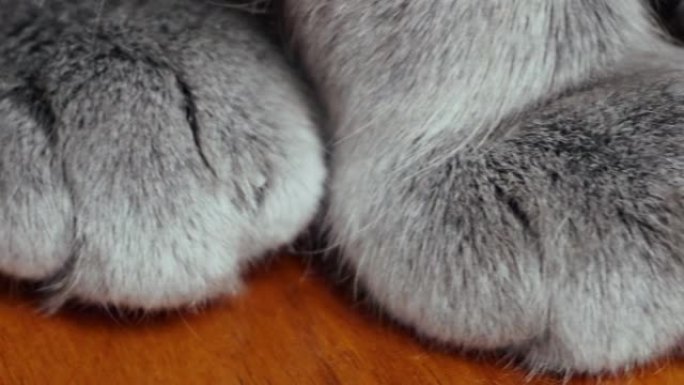 灰猫爪子的宏观照片。4k宏