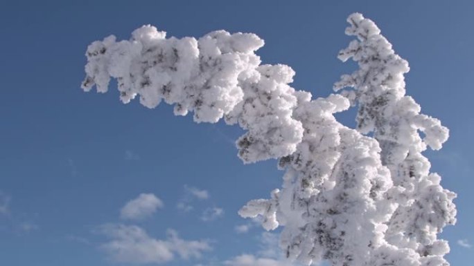 在雪和霜的重压下弯曲的树。树枝和针在强风中移动。在蓝天下，稀有的云朵奔跑