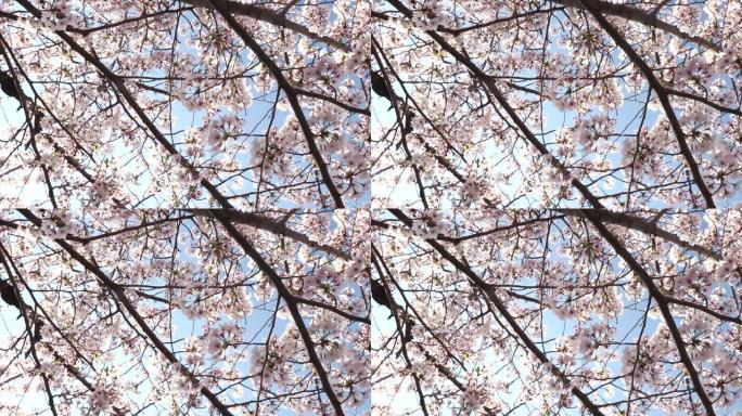 蓝天穿越京都丸山公园美丽的樱花