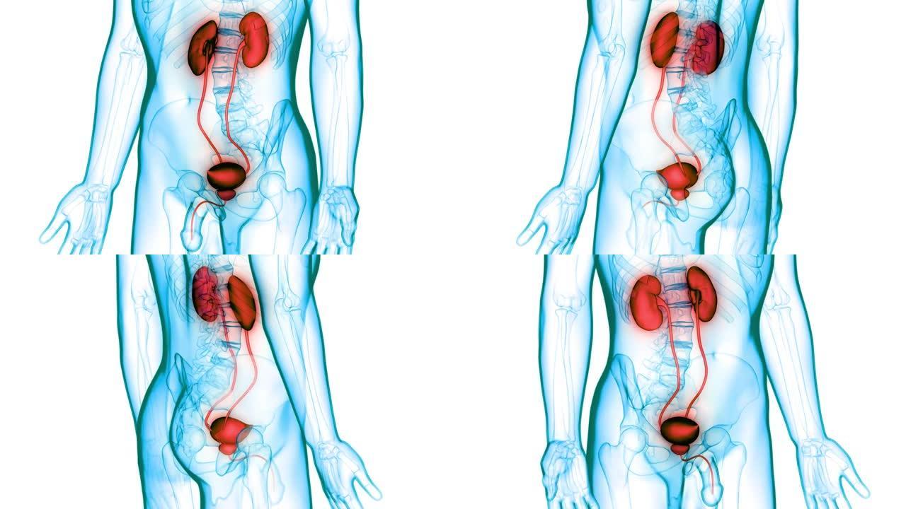 具有膀胱解剖动画概念的人类泌尿系统肾脏