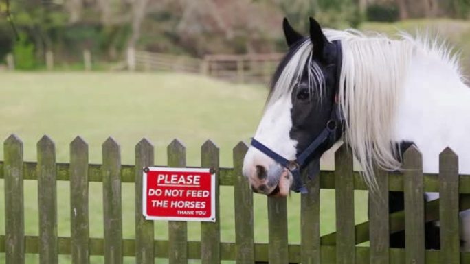 请不要喂马-谢谢!在大门旁用一匹马在大门上签名