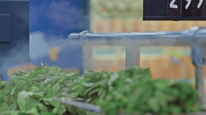 特写镜头，草药，香料，沙拉和蔬菜在农夫的柜台上。绿色，罗勒和龙蒿在超市的柜台上排成一列。蒸汽吹过绿色