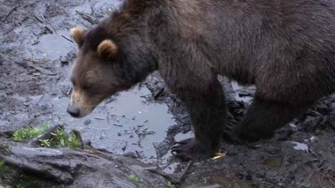 黑熊在雨天嗅着一滩泥。阿拉斯加的野生动物。