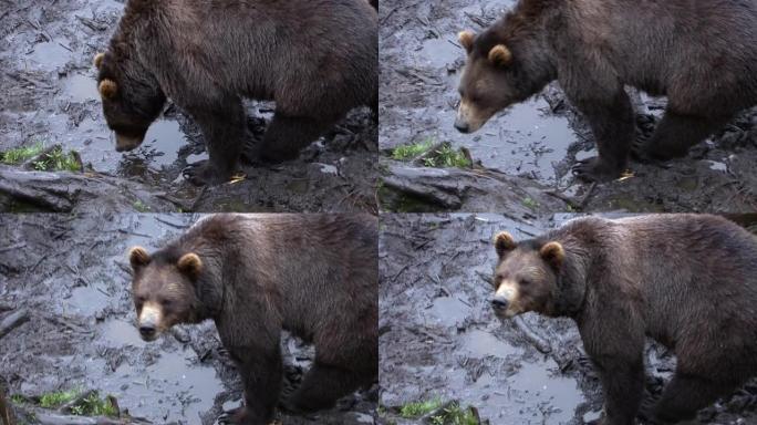 黑熊在雨天嗅着一滩泥。阿拉斯加的野生动物。