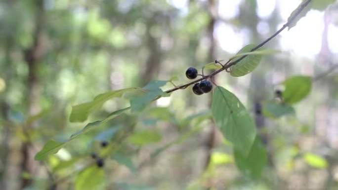 森林有毒植物狼莓。灌木丛上生长的黑色水果，药用，背景