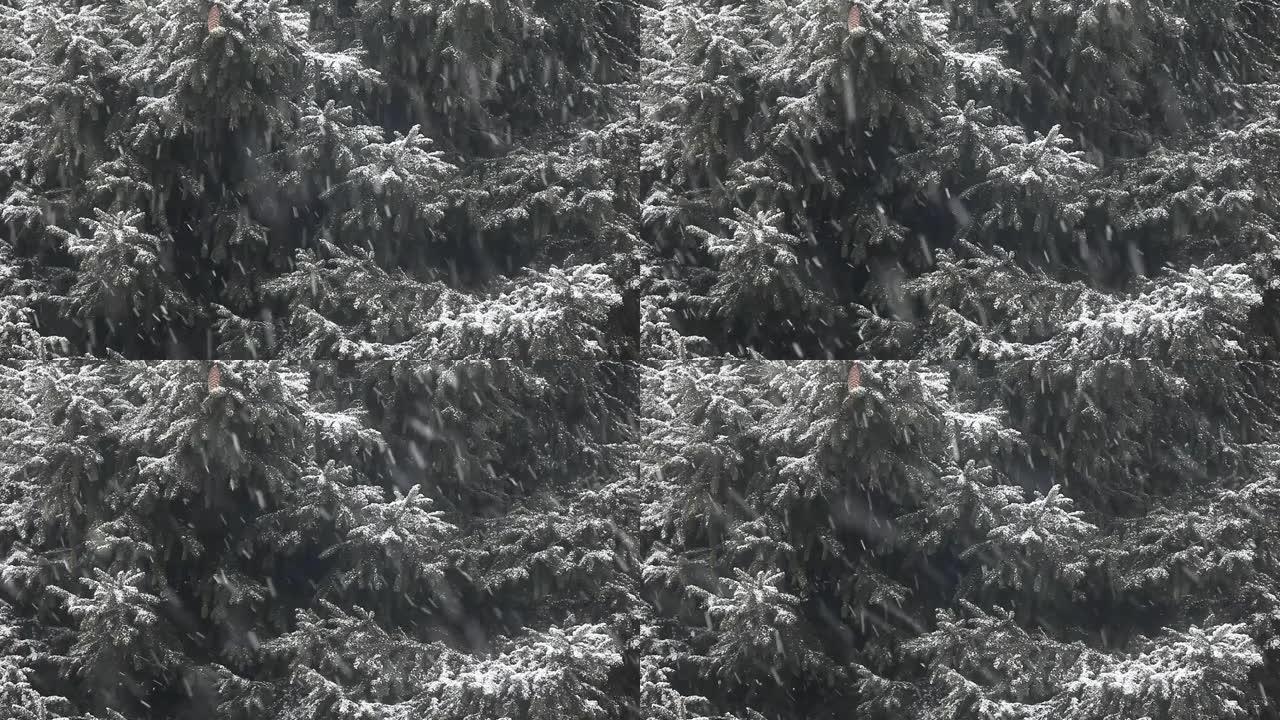 枞树雪的镜头