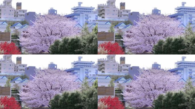 城市盛开的樱花街道樱花树