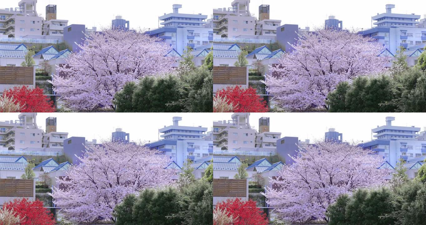 城市盛开的樱花街道樱花树