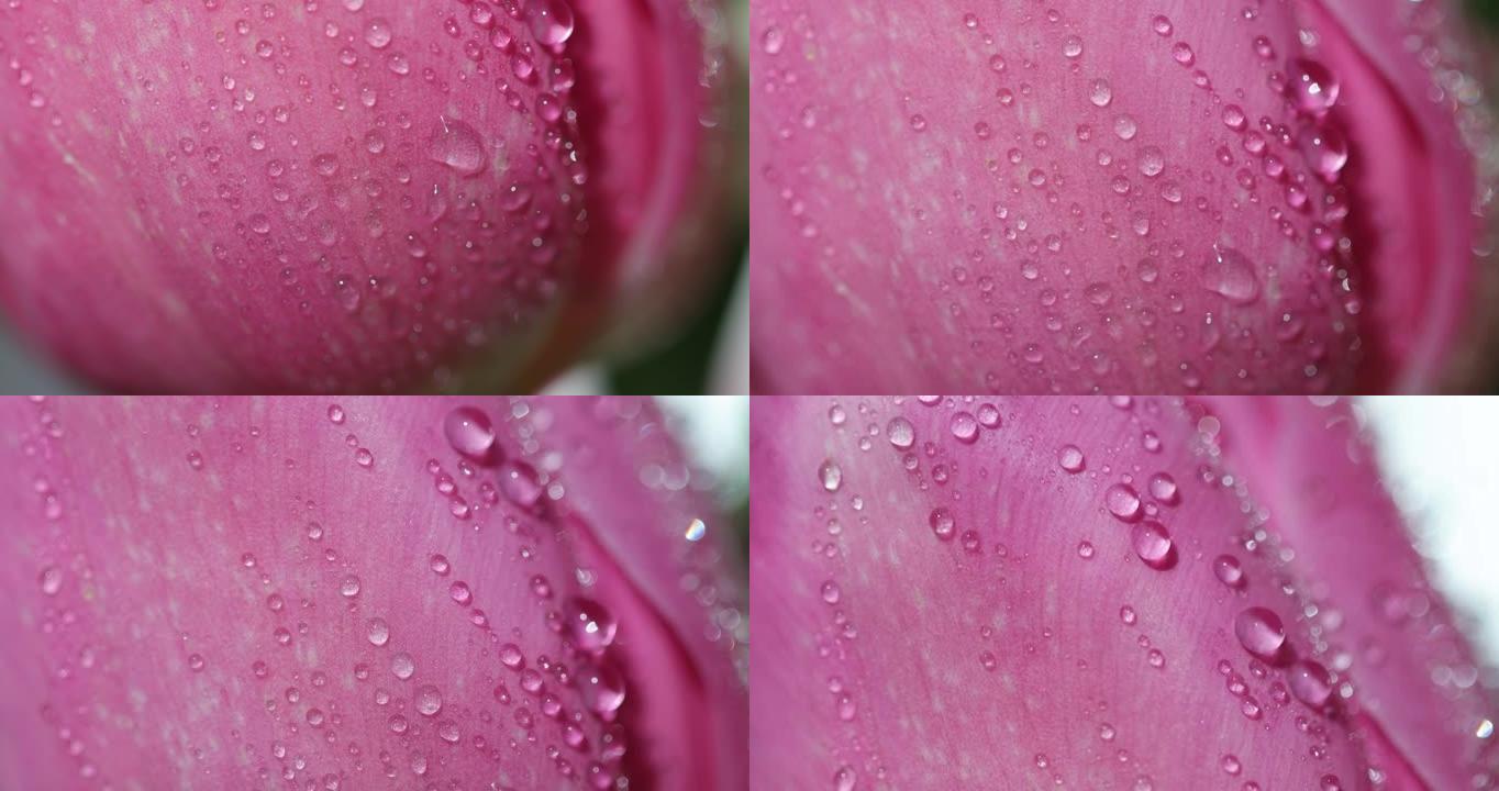 宏观花卉背景。花束新鲜的粉红色郁金香与水滴特写。露水花