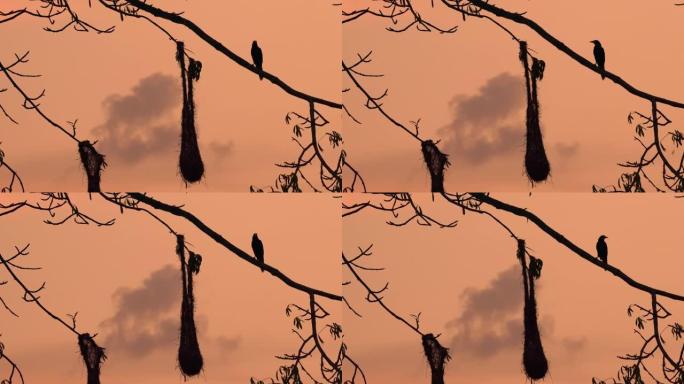 Oropendola或Conoto鸟在树枝上，背景是美丽的日落。