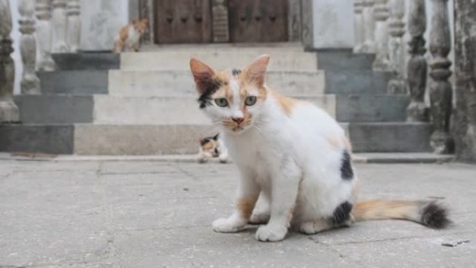 桑给巴尔肮脏石镇街道上的非洲无家可归的破旧三色猫