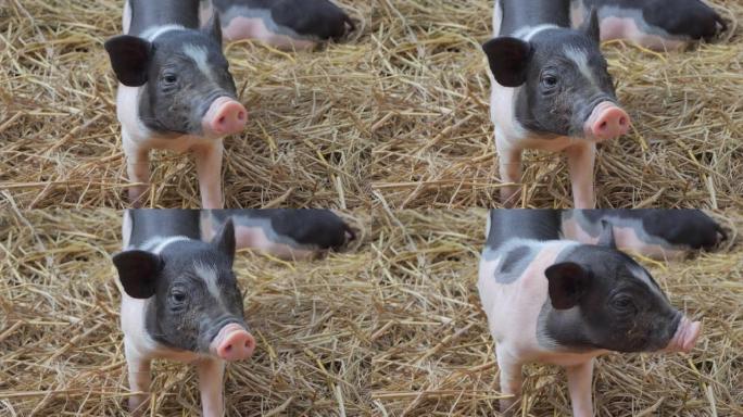 小型猪。土猪养猪场养殖乡村振兴
