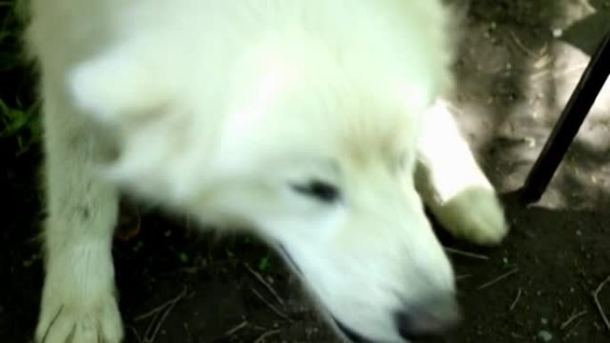 村庄院子里的白色大狗，特写，实时和自然采光