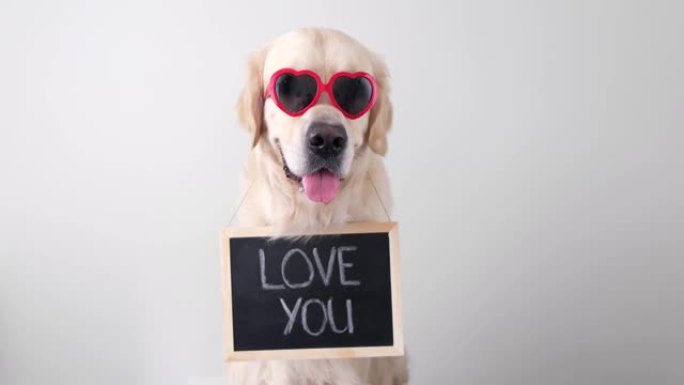 一只戴着红色眼镜的狗拿着一个黑色的牌子，上面写着爱的宣言。情人节、婚礼、生日的金毛猎犬。