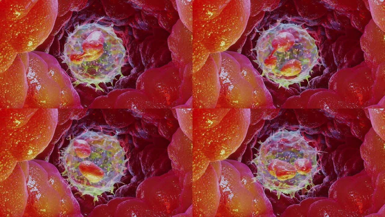 动画中性粒细胞型白细胞，白细胞，3d渲染