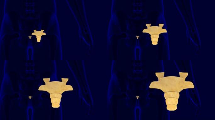 人体骨骼脊柱尾骨或尾骨解剖3D插图